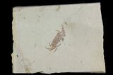 Miocene Pea Crab (Pinnixa) Fossil - California #177046-1